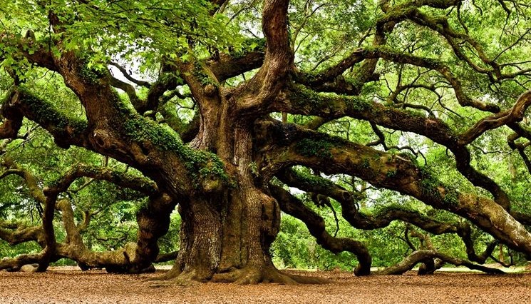 l'uomo-che-piantava-gli-alberi